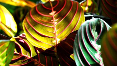 Photo of Foglie gialle sulla pianta di preghiera: come fissare il fogliame giallo maranta