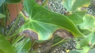 Photo of Foglie marroni su piante d’appartamento: cura delle piante marroni