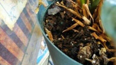 Photo of Fori nelle piante in vaso: perché i topi scavano le piante d’appartamento?