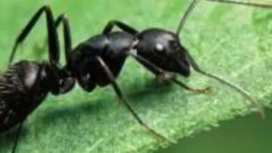 Photo of Formiche nelle piante in contenitore: Aiuto, ho delle formiche nelle mie piante d’appartamento