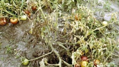 Photo of Fusarium Marciume della corteccia di Fusarium – Trattamento del marciume di Fusarium delle piante di cucurbitacee