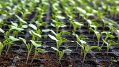 Photo of Germinazione dei semi di cavolfiore: consigli per piantare i semi di cavolfiore