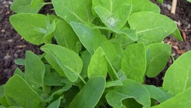 Photo of Gestione del ravanello di Cercospora: trattamento della macchia di foglie di Cercospora sulle foglie di ravanello