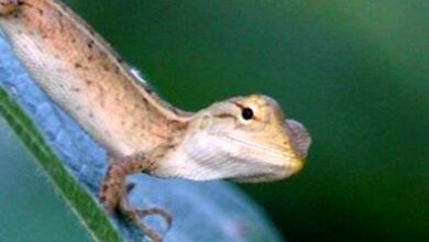 Photo of Gestione delle popolazioni di lucertole: consigli per liberarsi delle lucertole nei giardini