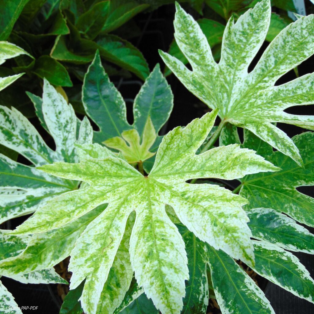 aralia japonica fatsia cultiver giapponese