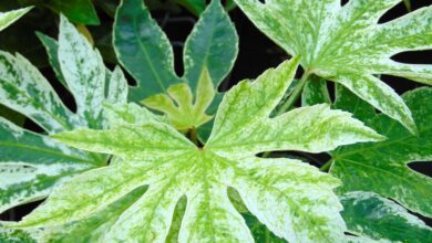 Photo of Giapponese Aralia Care : Commento cultiver la Fatsia Japonica