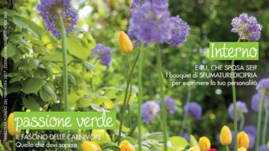 Photo of Giardinaggio da stelo a radice – Per saperne di più sul giardinaggio senza sprechi