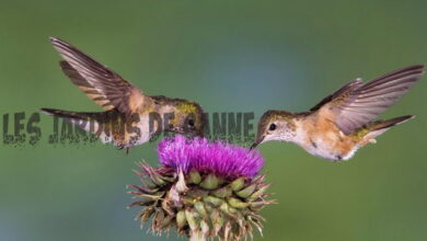 Photo of Gli uccelli mangiano i miei fiori: perché gli uccelli mangiano i boccioli dei fiori?