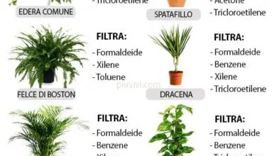 Photo of Guarigione delle piante d’appartamento – Suggerimenti sulla coltivazione di piante d’appartamento per la medicina
