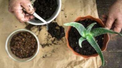 Photo of Guida al trapianto di aloe: imparare a rinvasare una pianta di aloe