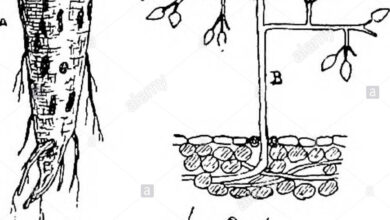 Photo of Guida alla pastinaca – Come curare la pastinaca malata in giardino