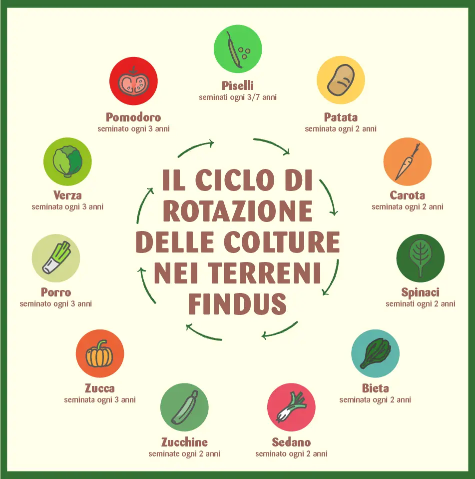 Si Studia Per Migliorare Le Colture Guida alla rotazione delle colture per le famiglie di ortaggi
