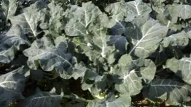 Photo of I broccoli non hanno la testa: le ragioni per cui i miei broccoli non hanno la testa