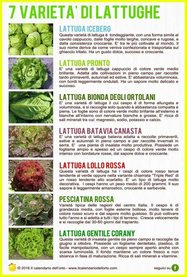 I diversi tipi di lattuga varietà da giardino Il Giardino Commestible
