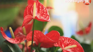 Photo of I semi che diffondono gli anthurium: Imparare a piantare i semi di anthurium