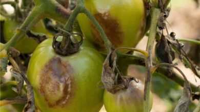 Photo of Identificare e prevenire la peronospora del pomodoro