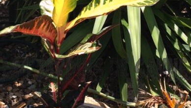 Photo of Il croton lascia appassire – perché il mio croton perde il suo colore?