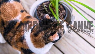 Photo of Il dracena è tossico per gli animali domestici? Cosa fare con un cane o un gatto che mangia la dracena?