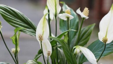 Photo of Il giglio della pace non è in fiore: Ragioni per cui un giglio della pace non fiorisce mai