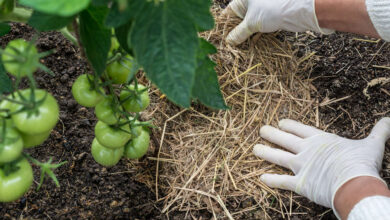 Photo of Il miglior fertilizzante per le piante: per saperne di più sulla pacciamatura delle piante