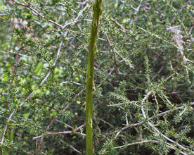 Photo of Il mio asparago è troppo sottile: le cause della magrezza degli asparagi