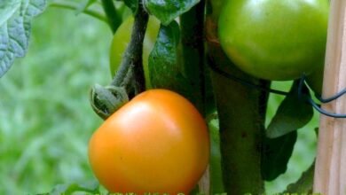 Photo of Il rigonfiamento dei pomodori: perché i pomodori sono vuoti all’interno