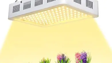 Photo of Illuminazione e piante fluorescenti: opzioni di illuminazione per il giardinaggio indoor