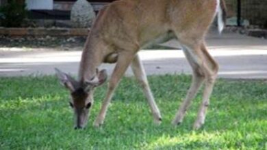 Photo of Impedire ai cervi di mangiare le piante – Protezione delle piante contro i cervi