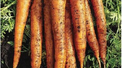 Photo of Imperator Carrot Information – Commento cultiver les carottes Imperator