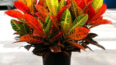 Photo of Impianto domestico Croton – Croton Plant Care