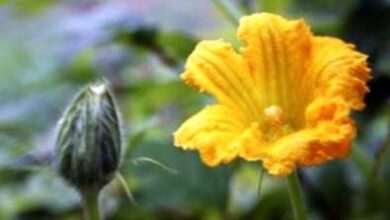 Photo of Impollinazione di piante di zucca: come impollinare a mano le zucche