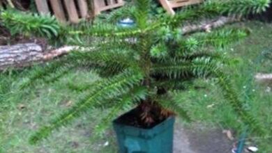 Photo of Indoor Monkey Puzzle: come far crescere una pianta d’appartamento