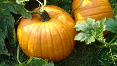 Photo of Informazioni e cura per la zucca e se la zucca è commestibile