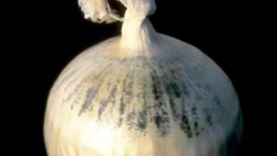 Photo of Informazioni su Black Mold on Onions: gestione di Black Mold on Onions