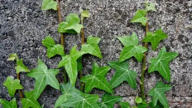 Photo of Informazioni su come curare una pianta di edera variegata