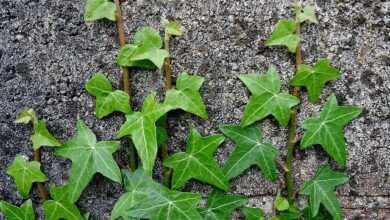 Photo of Informazioni su come curare una pianta di edera variegata