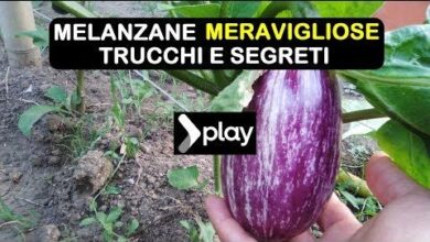 Photo of Informazioni su Nadia Melanzane – Prendersi cura di Nadia Melanzane in giardino