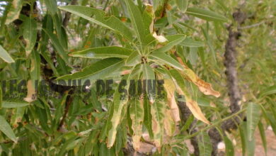 Photo of Informazioni su Xylella Fastidiosa – Che cos’è la malattia di Xylella Fastidiosa?