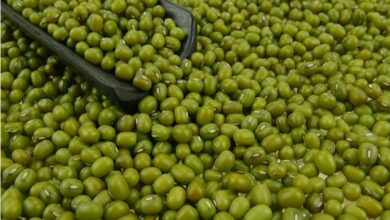 Photo of Informazioni sui fagioli Mung Beans – Imparare a coltivare i fagioli Mung Beans