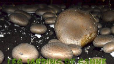Photo of Informazioni sui funghi Portabella: Posso coltivare i funghi Portabella?