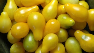 Photo of Informazioni sui pomodori a pera gialla – Consigli per la cura dei pomodori a pera gialla