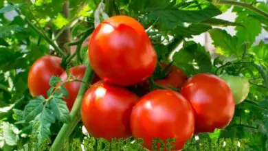 Photo of Informazioni sui pomodori a polpa marrone: Come coltivare i pomodori a polpa marrone
