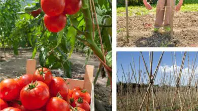 Photo of Informazioni sui pomodori di mezza stagione – Suggerimenti per piantare le principali piante di pomodoro da coltivazione