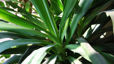 Photo of Informazioni sui profumi di Dracaena: imparare a coltivare una pianta di mais