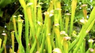 Photo of Informazioni sul lanciatore : Brocca in crescita in giardino