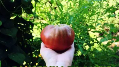 Photo of Informazioni sul pomodoro violetto Cherokee – Come coltivare una pianta di pomodoro violetto Cherokee
