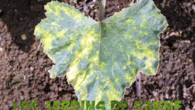 Photo of Informazioni sul virus del mosaico della zucca: consigli per trattare con il mosaico della zucca