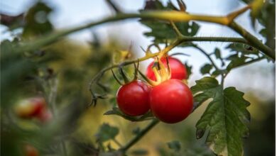 Photo of Informazioni sulla bellezza in Illinois: prendersi cura delle piante di pomodoro di bellezza dell’Illinois