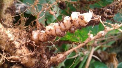 Photo of Informazioni sulla cipolla Botrytis: cosa causa il marciume della corona nelle cipolle?