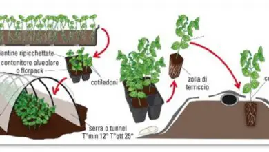 Photo of Informazioni sulla coltivazione Quando piantare il vostro giardino